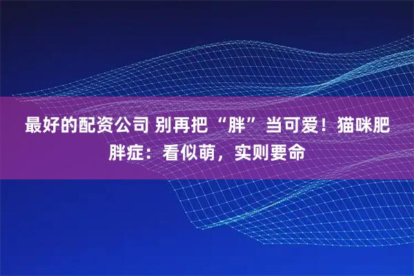 最好的配资公司 别再把 “胖” 当可爱！猫咪肥胖症：看似萌，实则要命